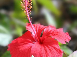 Hibiscus