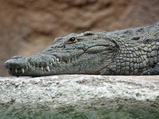 Le Crocodile