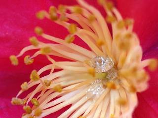 Nectar