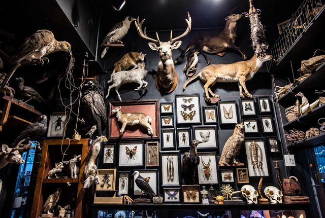 The Evolution Store